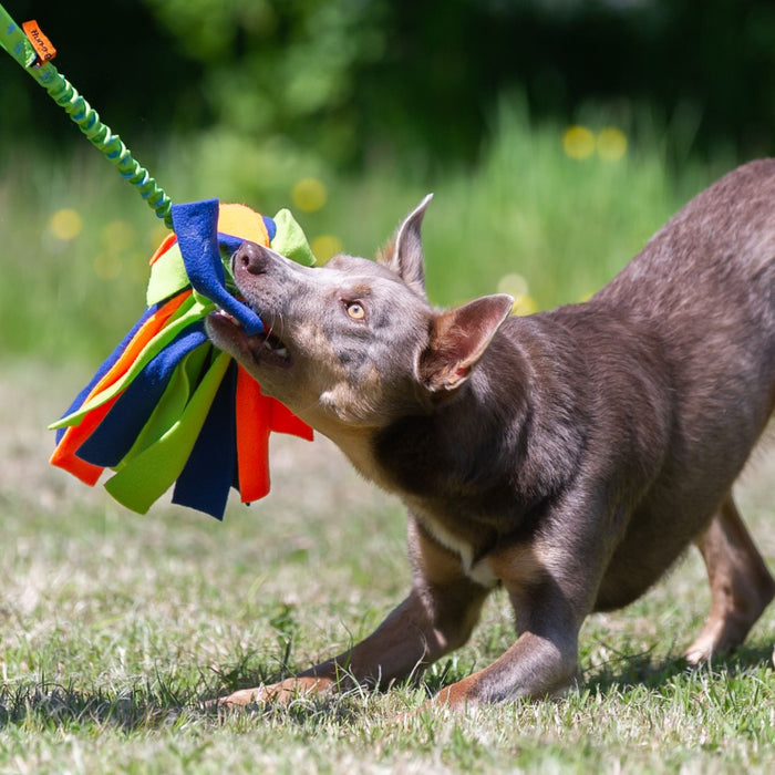 6 Surprisingly Normal Behaviours Dogs Display During Play